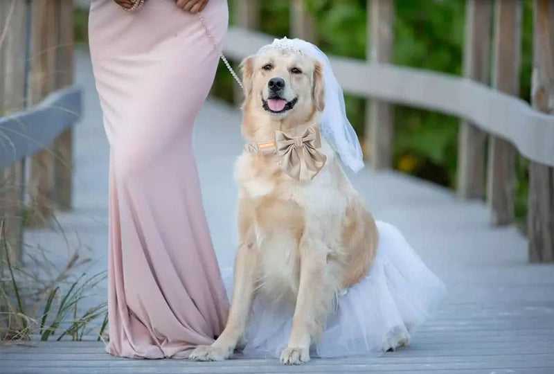 Unique style paws Silk Dog Collar Adjustable Durable Dog Collar with Bow Wedding Bowtie Collar for Small Medium Large Dogs L Wedding Champagne - BeesActive Australia