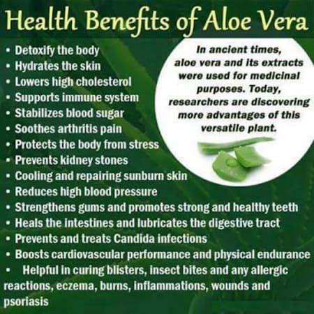 Herbs Botanica Aloe Vera Powder Organic Powder for Hair Growth Root Ayurvedic Dried Aloe Vera Powder 5.3oz | 150g Pack | Aloe Barbadensis | Vegan | GMP Certified | NO GMO - BeesActive Australia