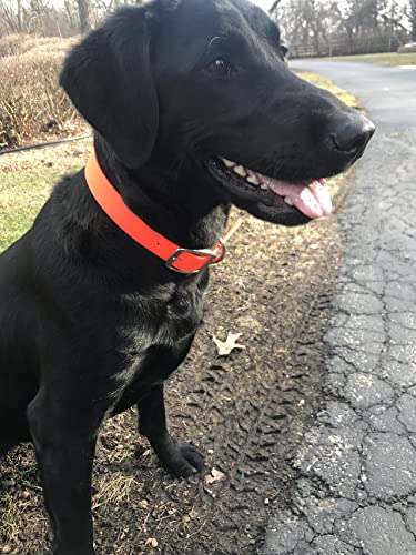 Regal Dog Products Waterproof Dog Collar - Custom Fit Vinyl-Coated Webbing Water Resistant, Double Buckle and D Ring Medium Orange - BeesActive Australia