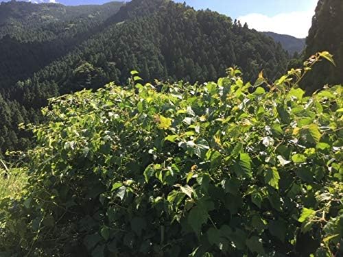 The Power of Wild Grapes - BeesActive Australia