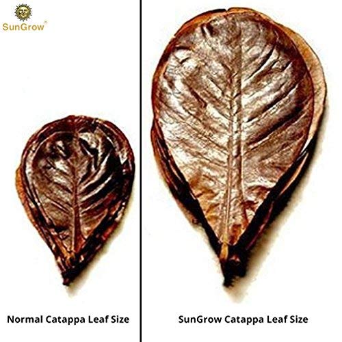 SunGrow Catappa Indian Almond Leaves for Shrimp Aquariums, Lowers Your Tank's pH and Pet Stress, Creates Better Environment, Unique Practical Aquarium Tank Decor Medium (5", 10 pcs) - BeesActive Australia