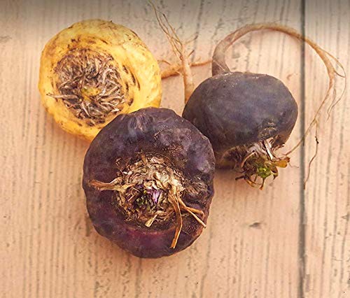 Organic Red Maca Root Gelatinized Powder, Soil Association certified, 250g From the high Peruvian mountains. - BeesActive Australia