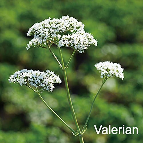 Herb Pharm Herb Supplement Herb Supplement Premium Valerian Tincture Liquid 29.6ml - BeesActive Australia