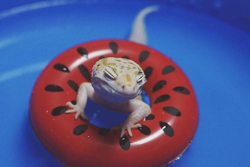 HAICHEN TEC 3.74 Inch Lizard Bearded Dragon Leopard Gecko Bath Collar Ring Swimming Rings Reptile Swim Life Jacket Float Ring for Leopard Gecko Anole Amphibians Cage Accessories Photo Shoot Toy 5 PCS - BeesActive Australia