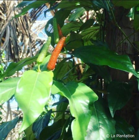 La Plantation "Enjoy the Scent" Long Pepper & Hifatsu [Powder] 3.5 oz (100 g) - BeesActive Australia