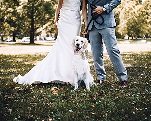 Unique style paws Silk Dog Collar Adjustable Durable Dog Collar with Bow Wedding Bowtie Collar for Small Medium Large Dogs L Wedding Champagne - BeesActive Australia