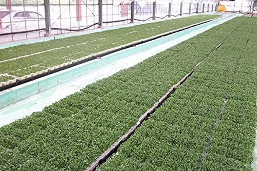 180 Farmer-Made Sulforafan Tablets - BeesActive Australia