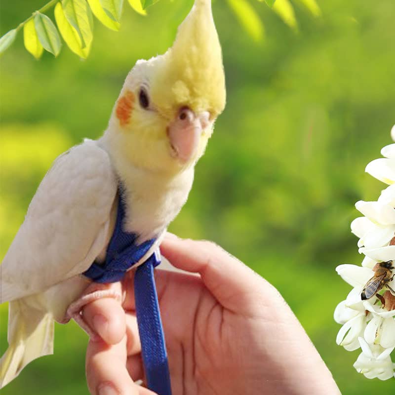 Parrot Harness and Leash Set - Elastic Rope with Adjustable Harness Cute Wing, Suitable for Meduim Size Bird Like Alexandrine Parakeet, Red-Breasted Parakeet, Caique, Mini Macaw BLACK - BeesActive Australia