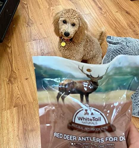 WhiteTail Naturals Premium Split Elk Antlers for Dogs | All Natural Dog Chews | Naturally Shed, Antler Bone Half-Cut Small (Pack of 3) - BeesActive Australia