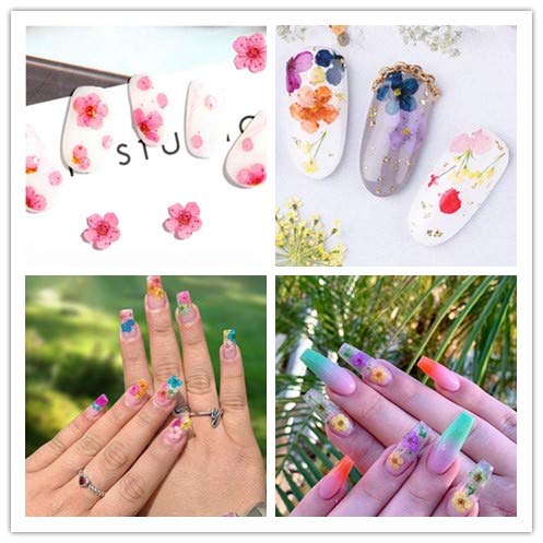 Valuu 3D Nail Dried Flowers Sticker 60 Five Petal Flower 12 Colors Natural Real Dry Flower Nail Stickers ?60 Flowers? - BeesActive Australia