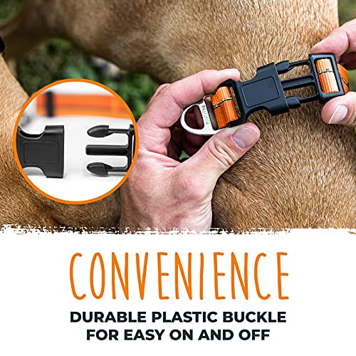 Mighty Paw Martingale Dog Collar 2.0 | Trainer Approved Limited Slip Collar with Stainless Steel Chain & Heavy Duty Buckle. Modified Cinch Collar for Gentle & Effective Pet Training Medium Orange - BeesActive Australia