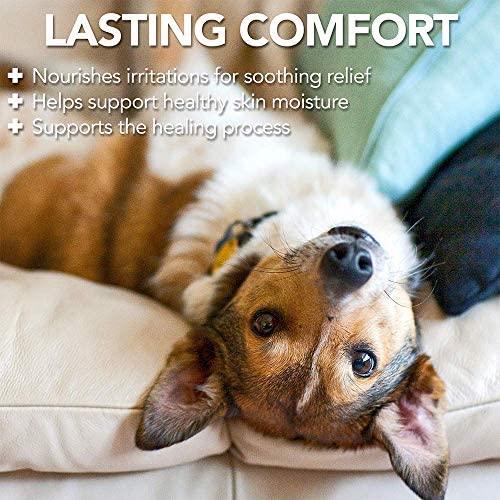 Vet's Best Hot Spot Itch Relief Shampoo for Dogs | Relieves Dog Dry Skin, Rash, Scratching, Licking, Itchy Skin, and Hot Spots | 16 Ounces - BeesActive Australia