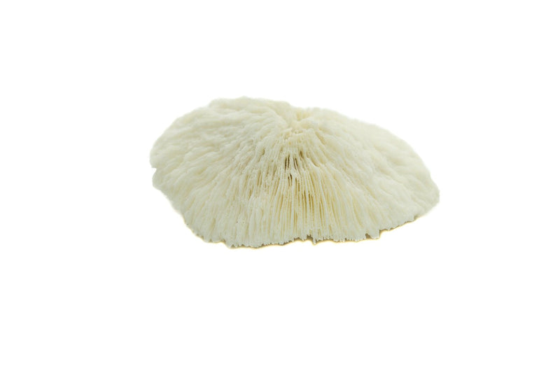 Mushroom Sea Coral | White Real Mushroom Coral 3”-4” (1 Piece) | Aquarium Ornament for Decoration | Plus Free Nautical eBook by Joseph Rains - BeesActive Australia
