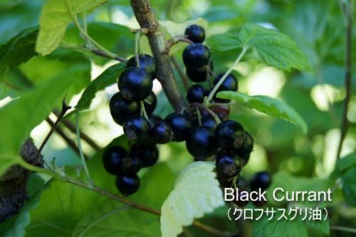 Black Currant Oil V Black Currant Oil 250mg 15 Capsules Eco Pack Set of 2 Herbal Supplement NORA ORIGINALS - BeesActive Australia