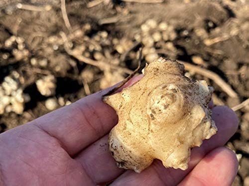 Jerusalem artichoke Kikumon Grain type 320 grains Approximately 26 days supply Produced in Kumamoto Prefecture Made with 100% Jerusalem artichoke Dietary fiber Made in Japan Supplement Inulin No pesticides used during the cultivation period - BeesActive Australia