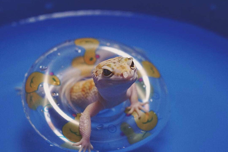 HAICHEN TEC 3.74 Inch Lizard Bearded Dragon Leopard Gecko Bath Collar Ring Swimming Rings Reptile Swim Life Jacket Float Ring for Leopard Gecko Anole Amphibians Cage Accessories Photo Shoot Toy 5 PCS - BeesActive Australia