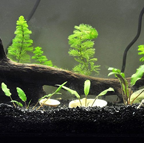 1 LB Gorgeous Aquarium Decoration - Aquarium Black Bottom Sand - Succulents Pavement - BeesActive Australia