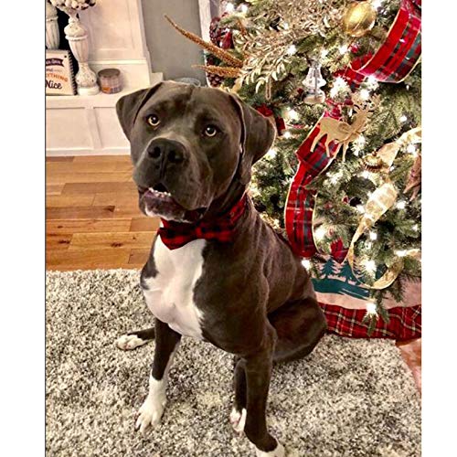 Unique Style Paws Pet Soft &Comfy Bowtie Dog Collar and Cat Collar Pet Gift for Dogs and Cats 6 Size and 7 Patterns Small (Pack of 1) Black and Red - BeesActive Australia