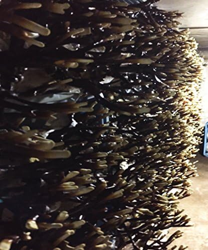 Kagakura Reishiba, 8.8 oz (250 g) (1.8 oz (50 g) x 5), Produced in Aichi Prefecture, Purified Cultivation - BeesActive Australia