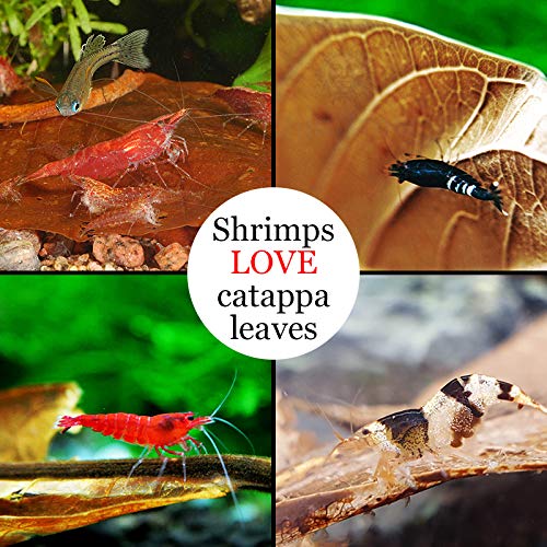 SunGrow Catappa Indian Almond Leaves for Shrimp Aquariums, Lowers Your Tank's pH and Pet Stress, Creates Better Environment, Unique Practical Aquarium Tank Decor Medium (5", 10 pcs) - BeesActive Australia