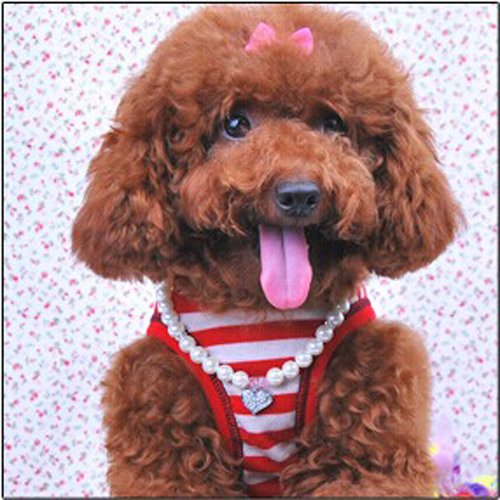 PETFAVORITES Designer Fancy Pinky Crystal Heart Pet Cat Dog Necklace Jewelry with Bling Pearls Rhinestones Charm for Pets Cats Small Dogs Female Puppy Chihuahua Yorkie Girl Costume Outfits, Adjustable Neck Size: 10" - BeesActive Australia