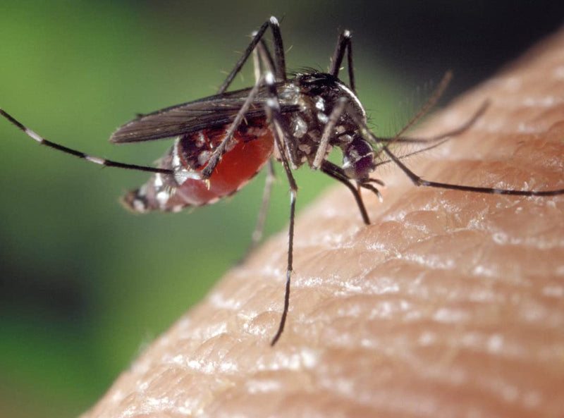 Biteback Products 'Flies Undone'™ 20% Icaridin Picaridin (No DEET) Powerful Safe Mosquito Insect Repellent 250ml Family Size - BeesActive Australia