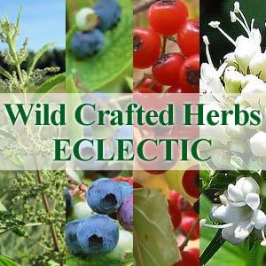 ECLECTIC Nettle Nettle FFD 300mg 45 Capsules Set of 2 - BeesActive Australia