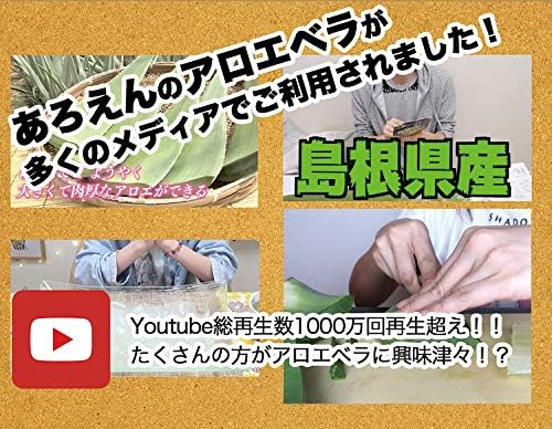 Cut Aloe Vera 80 g (Mainichi Aloe) / Aloe Vera Leaf Meat (5) - BeesActive Australia