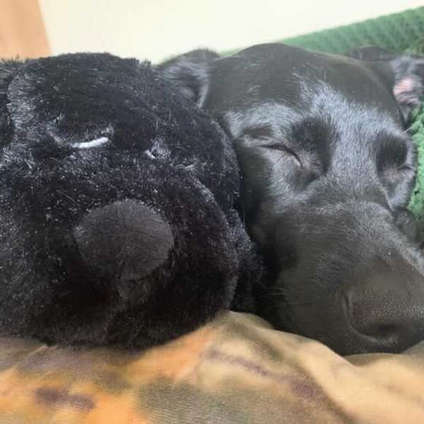 Snuggle Puppy Junior - Heartbeat Behavioral Aid Puppy Toy – Puppy Heartbeat Plush Toy Sleep Aid Black - BeesActive Australia