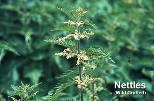 ECLECTIC Nettle Nettle FFD 300mg 45 Capsules Set of 2 - BeesActive Australia