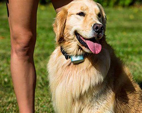 Pet-Fence Compatible for Invisible Fence Battery for Dog Collar, Batteries for Dog Collars Invisible Fence Brand Power Cap R21,R22,R51,Microlite Collars Safe and Durable (10 Pack) - BeesActive Australia