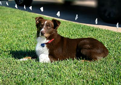 Red Heavy Duty Nylon Replacement Dog Collar Strap with RFA-67 Batteries - Compatible with Most PetSafe In-Ground and Wireless Fence Receiver Collars (Bundle 2) - BeesActive Australia