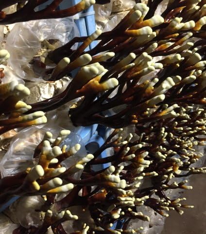 Kagakura Reishiba, 8.8 oz (250 g) (1.8 oz (50 g) x 5), Produced in Aichi Prefecture, Purified Cultivation - BeesActive Australia