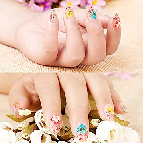 Valuu 3D Nail Dried Flowers Sticker 60 Five Petal Flower 12 Colors Natural Real Dry Flower Nail Stickers ?60 Flowers? - BeesActive Australia