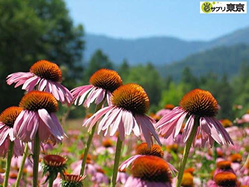 Herb Pharm Herb Supplement Premium Echinacea Tincture Liquid 29.6ml - BeesActive Australia