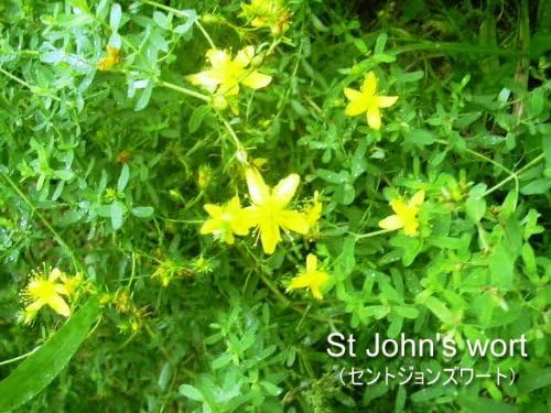 Eclectic St. John's Wort FFD45 (St. John's Wort Fresh Freeze-Dried 45 Capsules) - BeesActive Australia