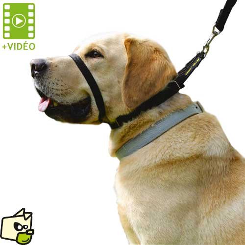 Canny The Canny Collar for Dog Training and Walking, Simple and Effective Help with Dog Training and Helps to Stop Dogs from Pulling on The Lead, Collar for Dog Walking - Black Size 5 Blue - BeesActive Australia