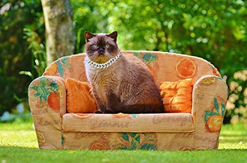 Halukakah Gold Chain Iced Out for Cat,Diamond Cuban Link Necklace Collar 14MM 18k Real Gold/Platinum White Gold Plated Size XS-M with Free Giftbox,Decoration Only Platinum Plated X-Small / 7" (for less than 6" Cat Neck) - BeesActive Australia
