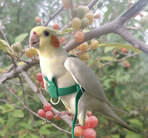 VANFAVORI Adjustable Bird Harness with 80 Inch Leash, Outdoor Flying Kit Training Rope for Birds Parrots Cockatiel S Green - BeesActive Australia