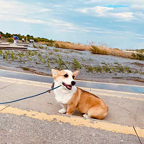 YUCFOREN 7FT Slip Lead Dog Leash, Durable Nylon Rope Training Leash for Small Medium Dogs 7’ x 1/4" Black - BeesActive Australia