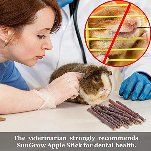 Natural Apple Sticks Small Animals Molar Wood Treats Toys Chinchilla Guinea Pig Hamster Rabbit Gerbil Parrot Bunny and Small Animals Chew Stick Toys Treats Apple Sticks 10oz - BeesActive Australia