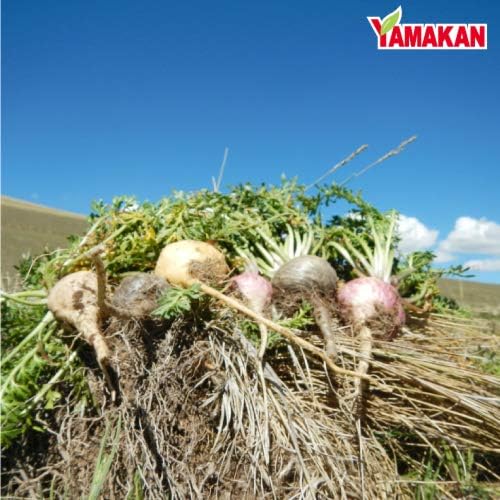 Yamamoto Kanpo Pharmaceutical Additive-Free, 100% Maca Grain, Large Capacity, 360 Capsules, 90-Day Supply - BeesActive Australia