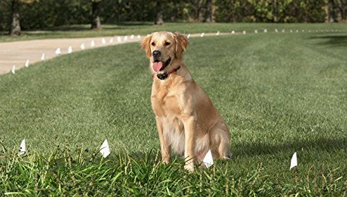 Red Heavy Duty Nylon Replacement Dog Collar Strap with RFA-67 Batteries - Compatible with Most PetSafe In-Ground and Wireless Fence Receiver Collars (Bundle 2) - BeesActive Australia