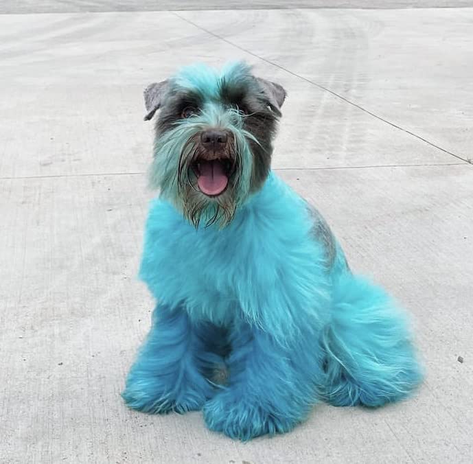 Dog Hair Dye (Aquamarine) - BeesActive Australia