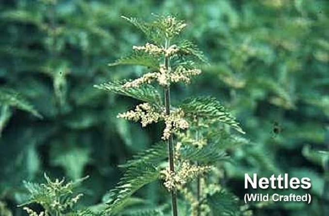 ECLECTIC Neasal Support 3 Herbs and Quercetin Blend FDC 310mg 15 Capsules Eco Pack of 2 - BeesActive Australia