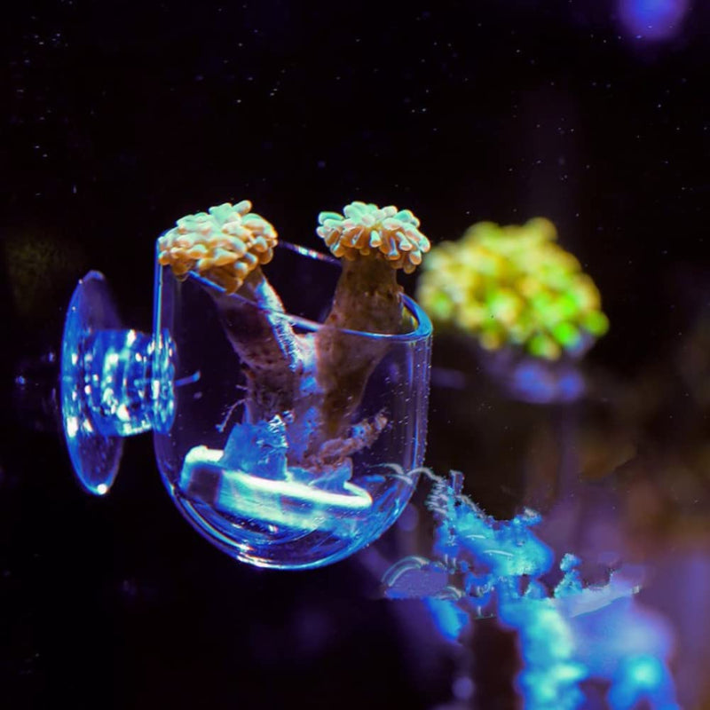 Aquarium Worms Feeder Live Red Worm Feeding Cone Cup Transparent Acrylic Fish Tank Brine Shrimp Feeder Crystal Glass Plant Feeding Container Holder with Suction Cups - BeesActive Australia