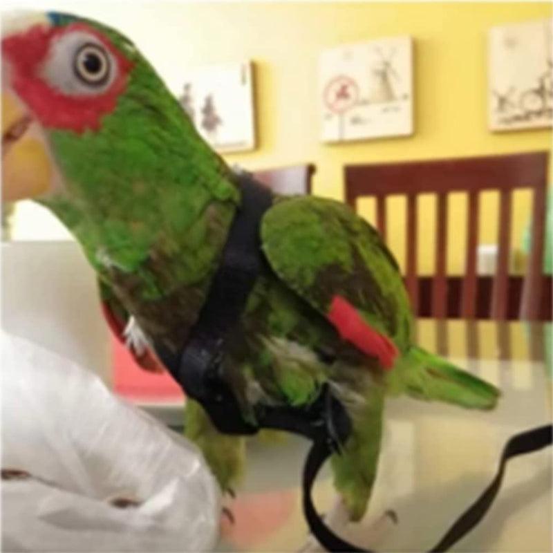 Anelekor Adjustable Birds Harness and Leash Parrot Harness Leash Training Supplies Pet Anti-bite Outdoor Flying Rope for Conures Budgerigar Lovebird Cockatiel Mynah Small Black - BeesActive Australia