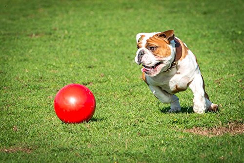 Boomer Ball Large (8 in) Blue or Red - BeesActive Australia