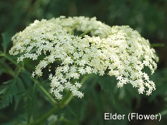 ECLECTIC Neasal Support 3 Herbs and Quercetin Blend FDC 310mg 15 Capsules Eco Pack of 2 - BeesActive Australia