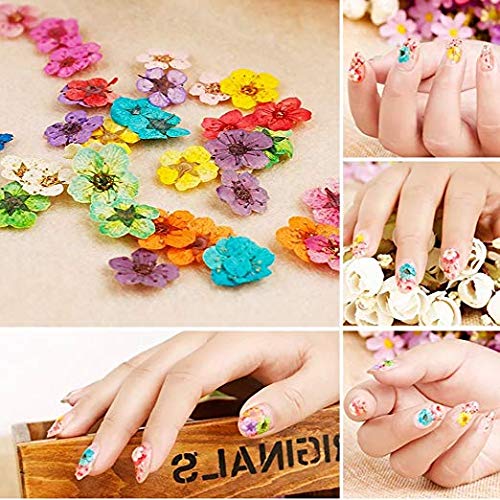 Valuu 3D Nail Dried Flowers Sticker 60 Five Petal Flower 12 Colors Natural Real Dry Flower Nail Stickers ?60 Flowers? - BeesActive Australia